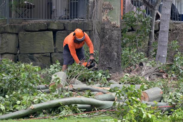 How Our Tree Care Process Works  in Ramsey, NJ